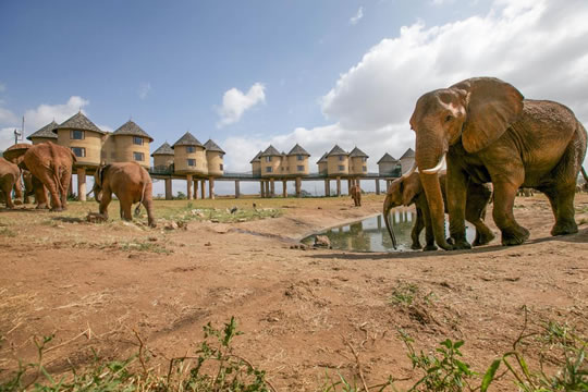 Salt Lick Lodge Game viewing Chamber